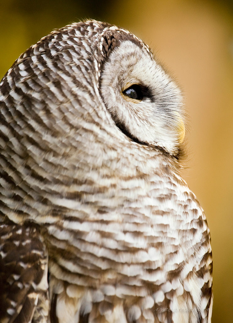 owl