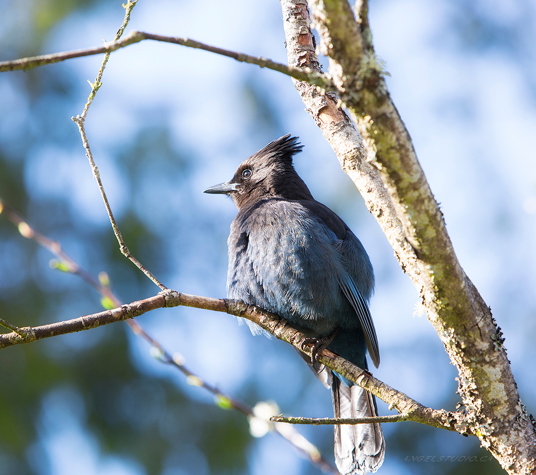 bluebird, blue bird, steller's Jay